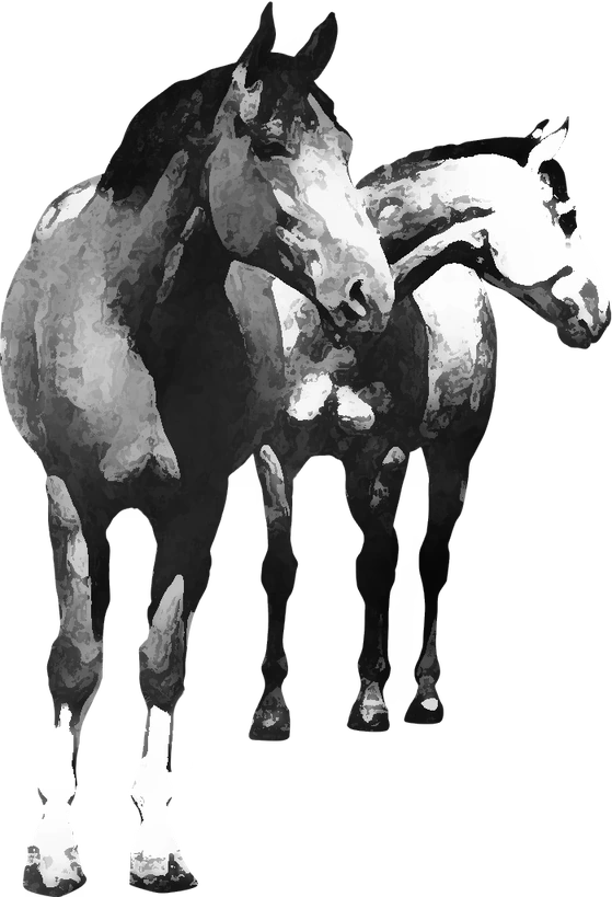 Centre équestre JM Horsemanship, Champniers-et-Reilhac — deux chevaux